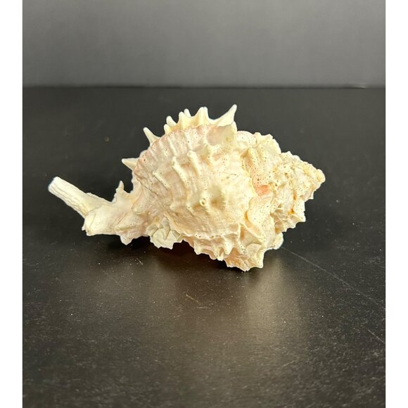 Conch Sea Shell Spiked Murex Seashell Nautical Beach Home Decor White Pink - Picture 1 of 6